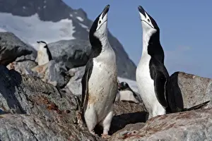 Ronge Prints: Picture No. 10888279