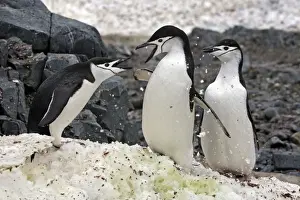 Antarcticus Prints: Picture No. 10888284