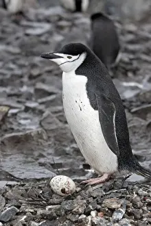 Antarcticus Prints: Picture No. 10888288