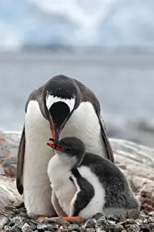 Lockroy Prints: Picture No. 10888350