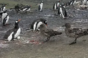 Skua Prints: Picture No. 10888353