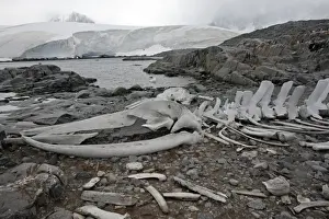 Lockroy Prints: Picture No. 10888368