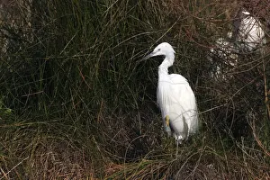 Egretta Prints: Picture No. 10888396