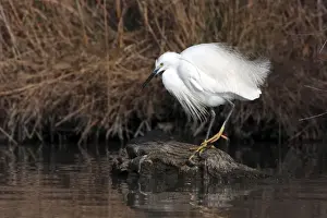 Egretta Prints: Picture No. 10888397