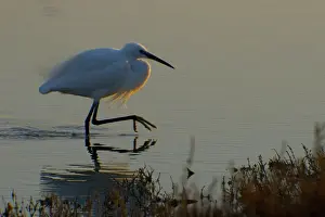 Egretta Prints: Picture No. 10888398