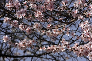 Images Dated 29th February 2008: Picture No. 10888399