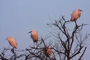 Egretta Prints: Picture No. 10888407