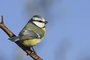 Parus Prints: Picture No. 10888428