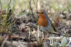 Erithacus Prints: Picture No. 10888440
