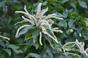 Sativa Prints: Picture No. 10888452