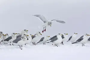 Larus Prints: Picture No. 10888517