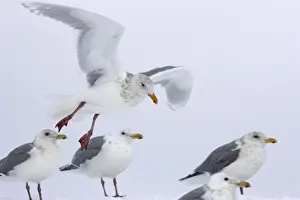 Larus Prints: Picture No. 10888518