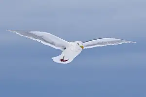 Larus Prints: Picture No. 10888520