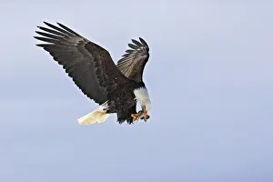 Leucocephalus Prints: Picture No. 10888540