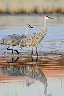Sandhill Prints: Picture No. 10888560