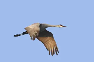 Sandhill Prints: Picture No. 10888563