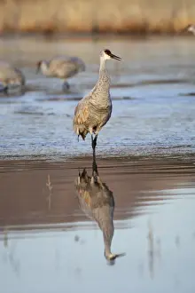 Sandhill Prints: Picture No. 10888564
