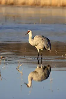 Sandhill Prints: Picture No. 10888567