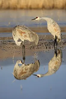 Grus Prints: Picture No. 10888568