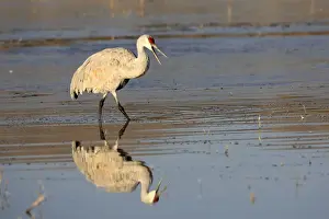 Sandhill Prints: Picture No. 10888569