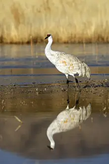 Sandhill Prints: Picture No. 10888570