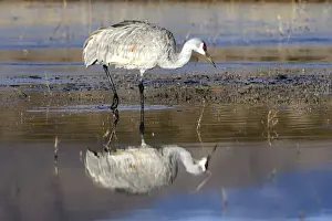 Grus Prints: Picture No. 10888572