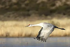 Grus Prints: Picture No. 10888574
