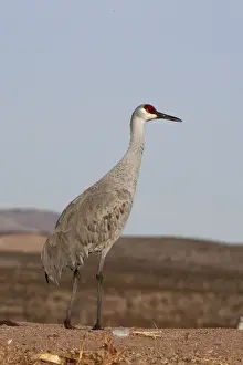 Grus Prints: Picture No. 10888576