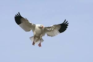 Images Dated 4th December 2008: Picture No. 10888613