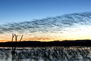Images Dated 1st December 2008: Picture No. 10888652