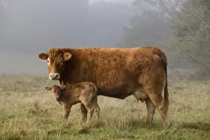 Limousin Prints: Picture No. 10888842