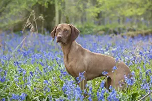 Vizsla Prints: Picture No. 10888978