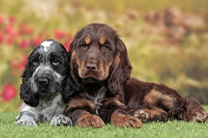 Images Dated 14th April 2012: Picture No. 10889003