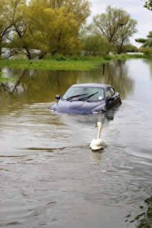 Images Dated 6th May 2012: Picture No. 10889021
