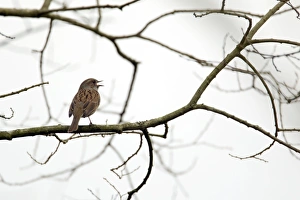 Images Dated 16th February 2012: Picture No. 10889024