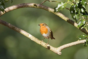Images Dated 16th February 2012: Picture No. 10889030
