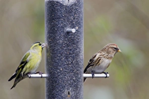 Images Dated 16th February 2012: Picture No. 10889031