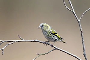 Images Dated 15th February 2012: Picture No. 10889033