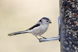 Images Dated 15th February 2012: Picture No. 10889034