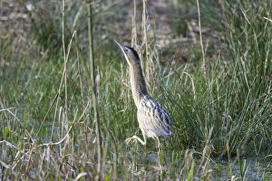 Images Dated 15th February 2012: Picture No. 10889035
