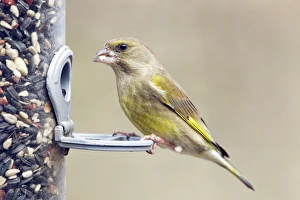 Images Dated 15th February 2012: Picture No. 10889036