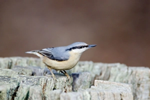 Images Dated 16th February 2012: Picture No. 10889038
