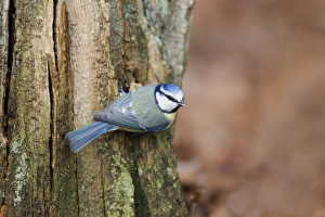 Images Dated 16th February 2012: Picture No. 10889056