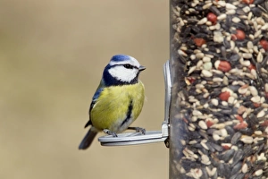 Images Dated 15th February 2012: Picture No. 10889057
