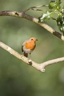 Images Dated 16th February 2012: Picture No. 10889058