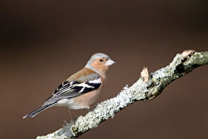 Images Dated 16th February 2012: Picture No. 10889059