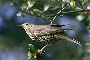 Turdus Prints: Picture No. 10889066