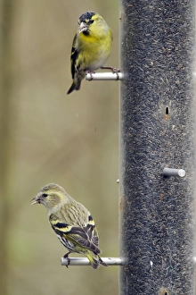 Images Dated 16th February 2012: Picture No. 10889068