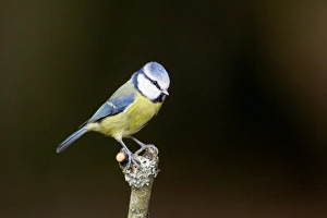 Images Dated 16th February 2012: Picture No. 10889070