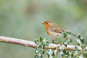 Images Dated 16th February 2012: Picture No. 10889071